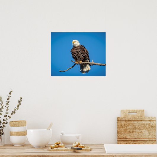Bald-Adler auf einem Baumzweig Poster (Küche)