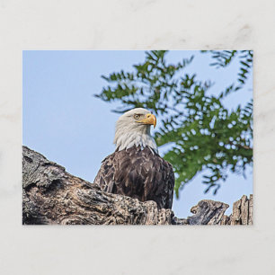 Bald-Adler auf einem Baumzweig Postkarte