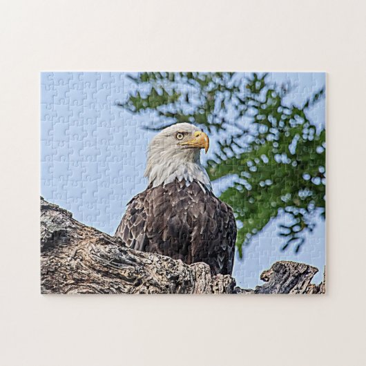 Bald-Adler auf einem Baumzweig Puzzle (Horizontal)