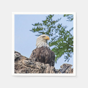 Bald-Adler auf einem Baumzweig Serviette