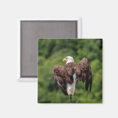 Bald-Adler auf einem Zweig Magnet (Vorderseite/Rückseite)