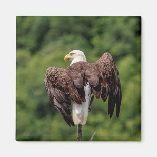 Bald-Adler auf einem Zweig Magnet