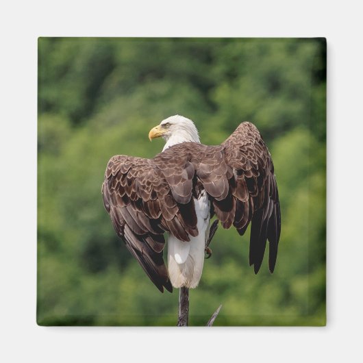 Bald-Adler auf einem Zweig Magnet (Vorne)