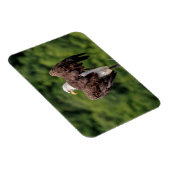 Bald-Adler auf einem Zweig Magnet (Rechte Seite)