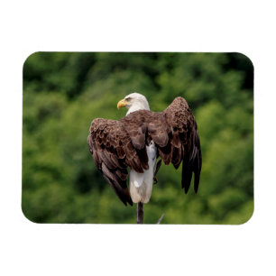 Bald-Adler auf einem Zweig Magnet