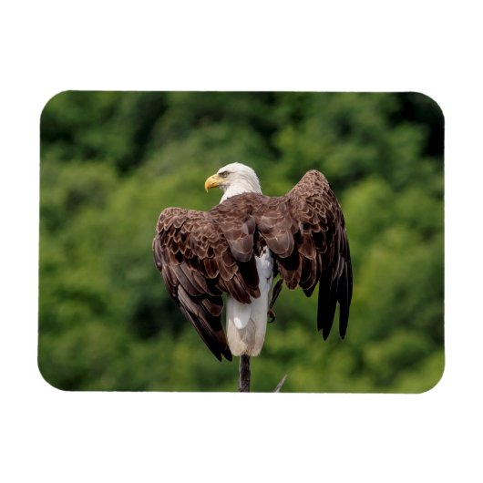 Bald-Adler auf einem Zweig Magnet (Horizontal)