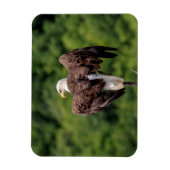 Bald-Adler auf einem Zweig Magnet (Vertikal)