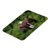 Bald-Adler auf einem Zweig Magnet (Linke Seite)
