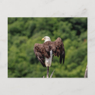 Bald-Adler auf einem Zweig Postkarte
