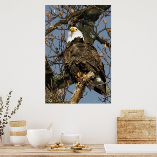 Bald-Adler auf einer hohen Perle Poster (Küche)