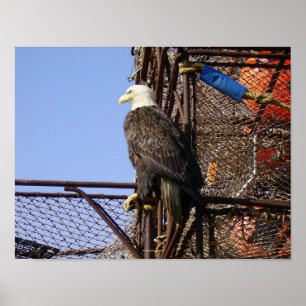 Bald Adler auf gestapelten Crabpots Poster