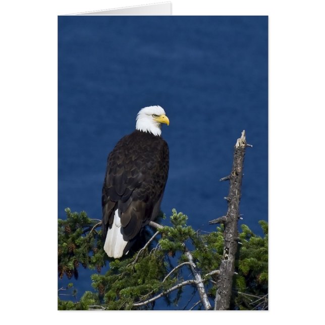 Bald Adler auf Tree - Karten (Vorne)