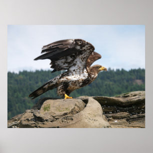 Bald Adler bereit für Flight Fine Art Print Poster