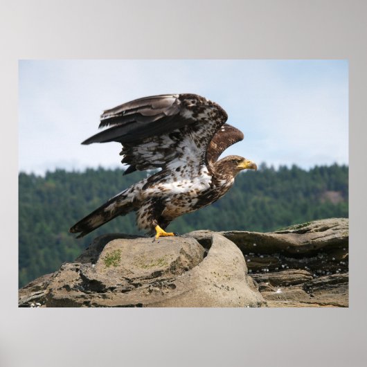 Bald Adler bereit für Flight Fine Art Print Poster (Vorne)