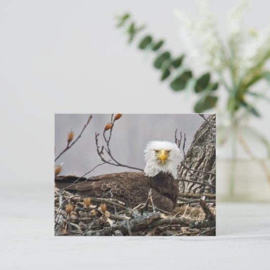 Bald-Adler, der ein Ei kubiert Postkarte (Stehend Vorderseite)