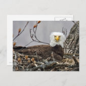 Bald-Adler, der ein Ei kubiert Postkarte (Vorne/Hinten)