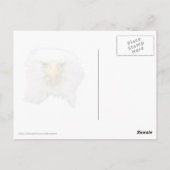 Bald-Adler, der ein Ei kubiert Postkarte (Rückseite)