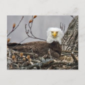 Bald-Adler, der ein Ei kubiert Postkarte (Vorderseite)