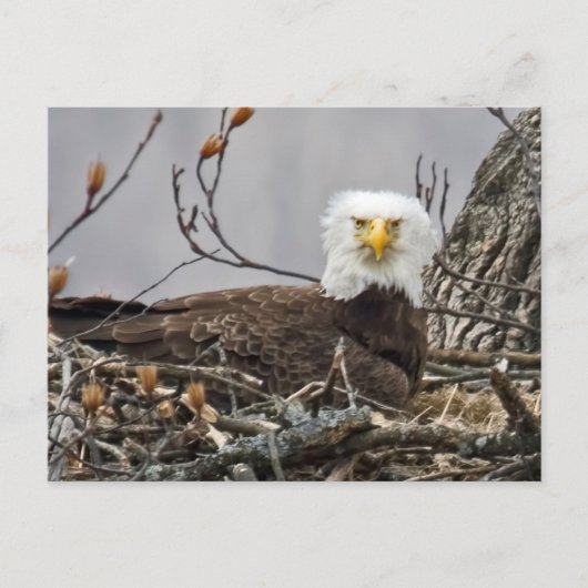 Bald-Adler, der ein Ei kubiert Postkarte (Vorderseite)