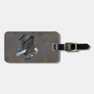 Bald-Adler, der einen Fisch anstarrt Gepäckanhänger
