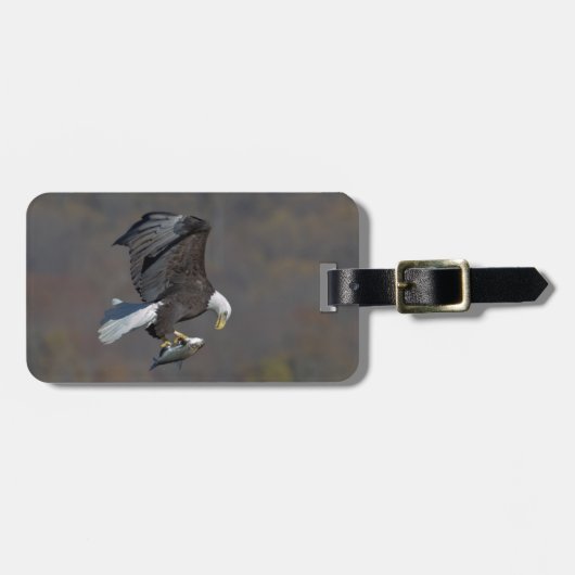 Bald-Adler, der einen Fisch anstarrt Gepäckanhänger (Vorderseite horizontal)