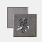 Bald-Adler, der einen Fisch anstarrt Magnet (Vorderseite/Rückseite)