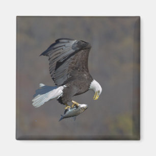 Bald-Adler, der einen Fisch anstarrt Magnet