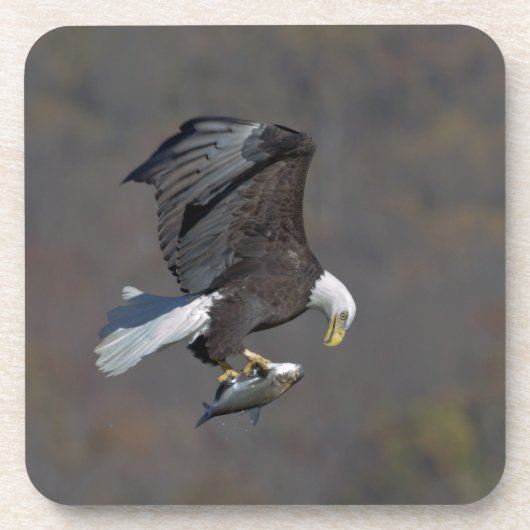 Bald-Adler, der einen Fisch anstarrt Untersetzer (Vorderseite)
