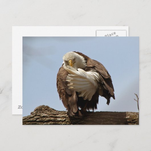 Bald-Adler (Der Vogel, der den Vogel spendet) Postkarte (Vorne/Hinten)