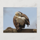 Bald-Adler (Der Vogel, der den Vogel spendet) Postkarte (Vorderseite)
