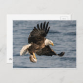 Bald-Adler-Fang Postkarte (Vorne/Hinten)