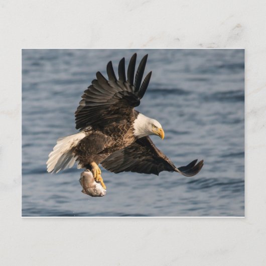 Bald-Adler-Fang Postkarte (Vorderseite)