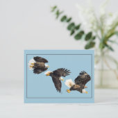 Bald-Adler-Flug auf Blue Postkarte (Stehend Vorderseite)