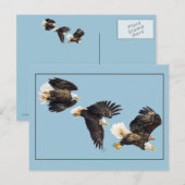 Bald-Adler-Flug auf Blue Postkarte (Vorne/Hinten)