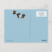 Bald-Adler-Flug auf Blue Postkarte (Rückseite)