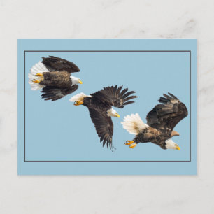 Bald-Adler-Flug auf Blue Postkarte