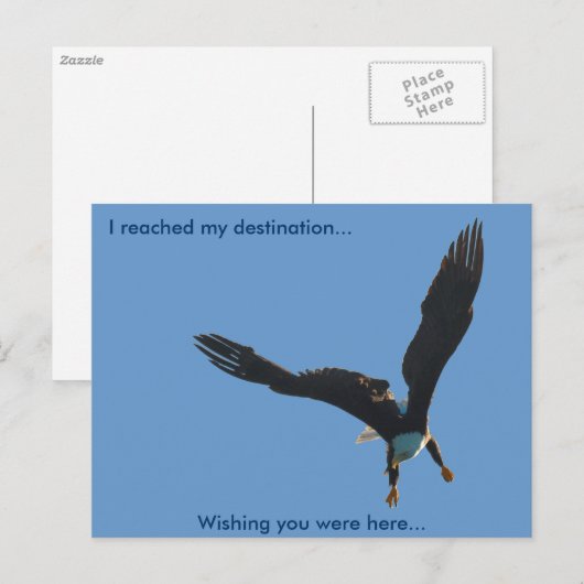 Bald-Adler-Flugabholung II Postkarte (Vorne/Hinten)