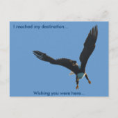 Bald-Adler-Flugabholung II Postkarte (Vorderseite)