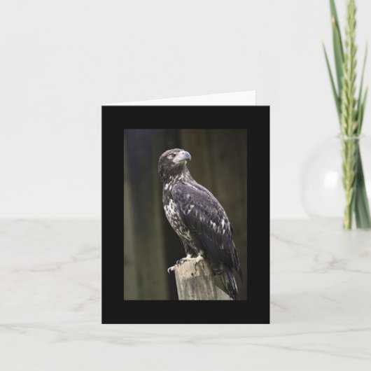 Bald-Adler-Foto Faltkarte (Vorderseite)