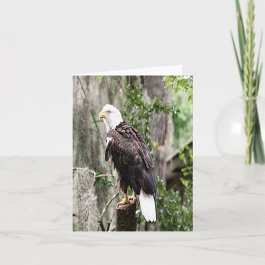Bald-Adler-Foto Faltkarte (Vorderseite)
