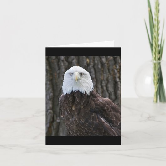 Bald-Adler-Foto Faltkarte (Vorderseite)