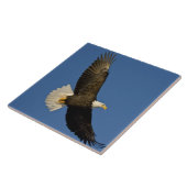 Bald-Adler, Haliäetus leucocephalus, Homer Fliese (Seite)