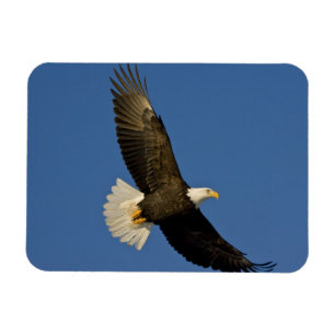 Bald-Adler, Haliäetus leucocephalus, Homer Magnet