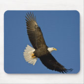 Bald-Adler, Haliäetus leucocephalus, Homer Mousepad (Vorne)