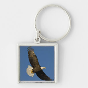 Bald-Adler, Haliäetus leucocephalus, Homer Schlüsselanhänger