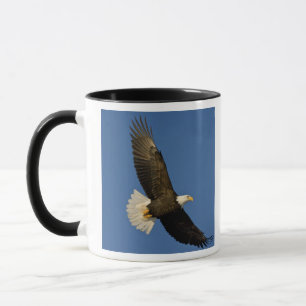 Bald-Adler, Haliäetus leucocephalus, Homer Tasse