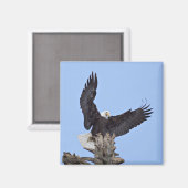 Bald-Adler (Haliäetus leucocephalus) mit Flügeln Magnet (Vorderseite/Rückseite)
