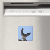 Bald-Adler (Haliäetus leucocephalus) mit Flügeln Magnet (In Situ (Geschirrspüler))