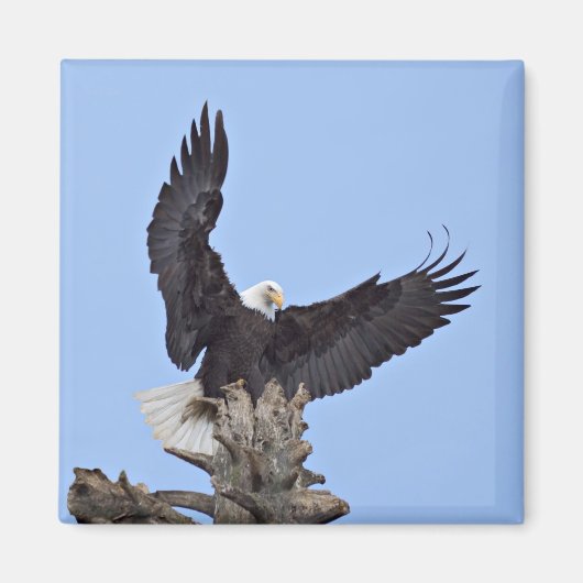Bald-Adler (Haliäetus leucocephalus) mit Flügeln Magnet (Vorne)