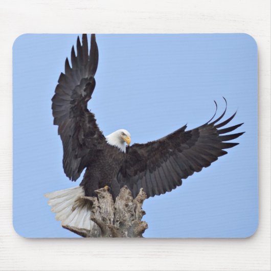 Bald-Adler (Haliäetus leucocephalus) mit Flügeln Mousepad (Vorne)